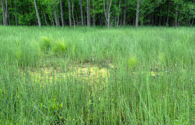 Landwirtschaftlicher Bauernhof mit Bäumen oben im Bild.