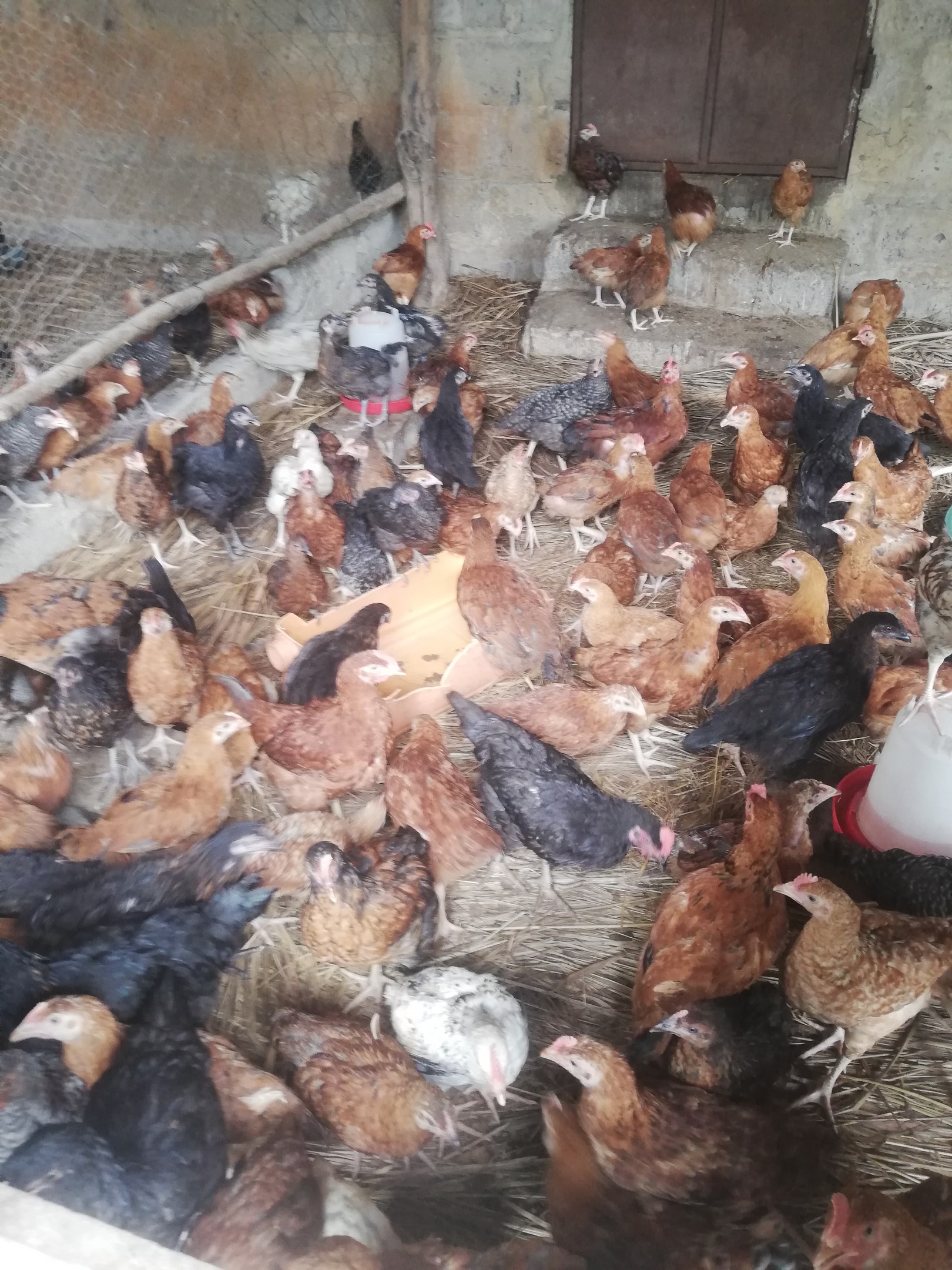 Gro├če Gruppe von Hühnern in einem Maschendrahtzaun mit einer Wand und einer Tür im Hintergrund, inklusive eines Eimers mit Hühnern auf der rechten Seite.