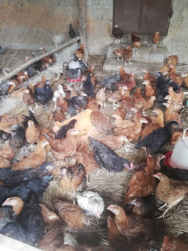 Gro├če Gruppe von Hühnern in einem Maschendrahtzaun mit einer Wand und einer Tür im Hintergrund, inklusive eines Eimers mit Hühnern auf der rechten Seite.