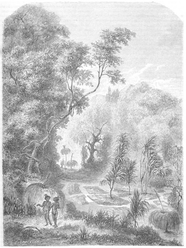 Eine Schwarz-Weiß-Radierung eines Mannes und einer Frau, die durch einen üppigen Dschungel mit Bäumen, Pflanzen und einem Himmel im Hintergrund gehen, mit dem Text "Der Dschungel des Amazonas" unten.