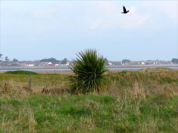 Eine grüne Landschaft mit fernen Häusern und Bäumen, ein Netz und Pflanzen im Vordergrund und ein Vogel in der Luft.