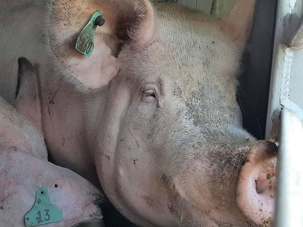Zwei Schweine mit Ohrmarken liegen nebeneinander in einem Stall, mit einer Metallstange auf der rechten Seite und einem undeutlichen Objekt im Hintergrund.