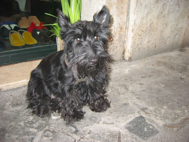 Ein schwarzer Hund mit einem Gürtel um den Hals steht im Vordergrund, mit Schuhen und einer Pflanze im Hintergrund.