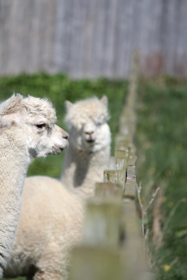 Schafe in weißer Farbe in der Nähe eines Holzzauns mit unscharfen Pflanzen im Hintergrund.