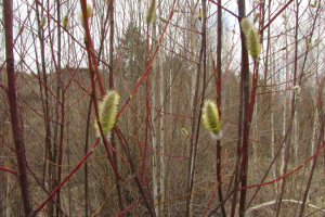Eine Gruppe grüner Bäume in einem Wald mit mehr Bäumen und einem klaren blauen Himmel im Hintergrund.