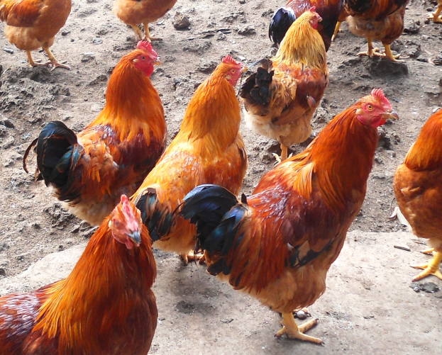 Eine Gruppe leuchtend roter Rhode Island-Hühner auf einem Erdfeld.