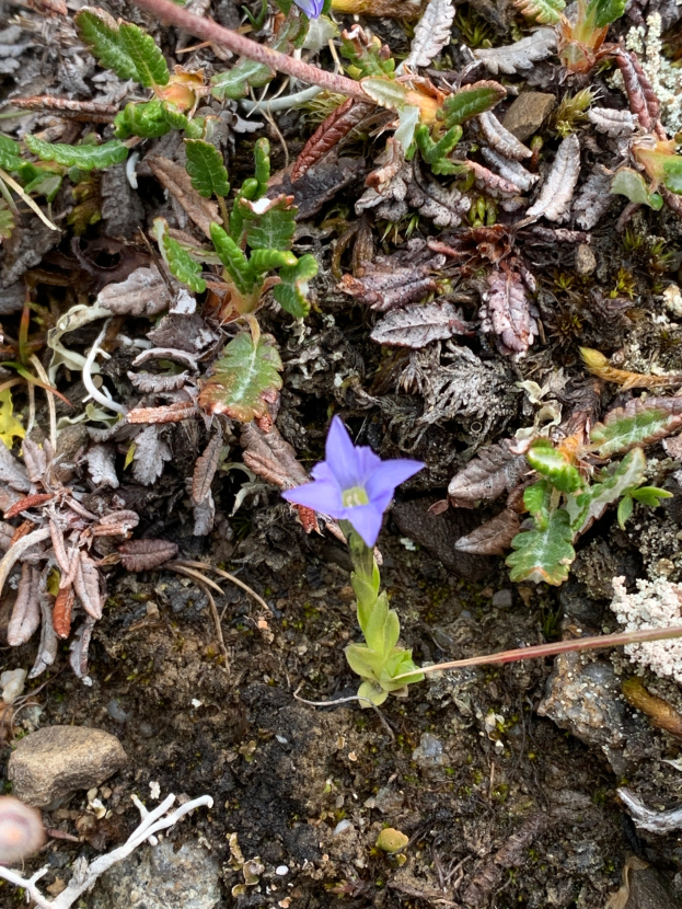 Ein kleines blaues Gentianenblütengewächs, das zwischen grünen Pflanzen und Steinen wächst.