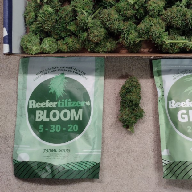 Zwei Packungen Reefertilizer Bloom 5-30-20 Cannabissamen auf einem Tisch neben einer Box mit Cannabisblüten.