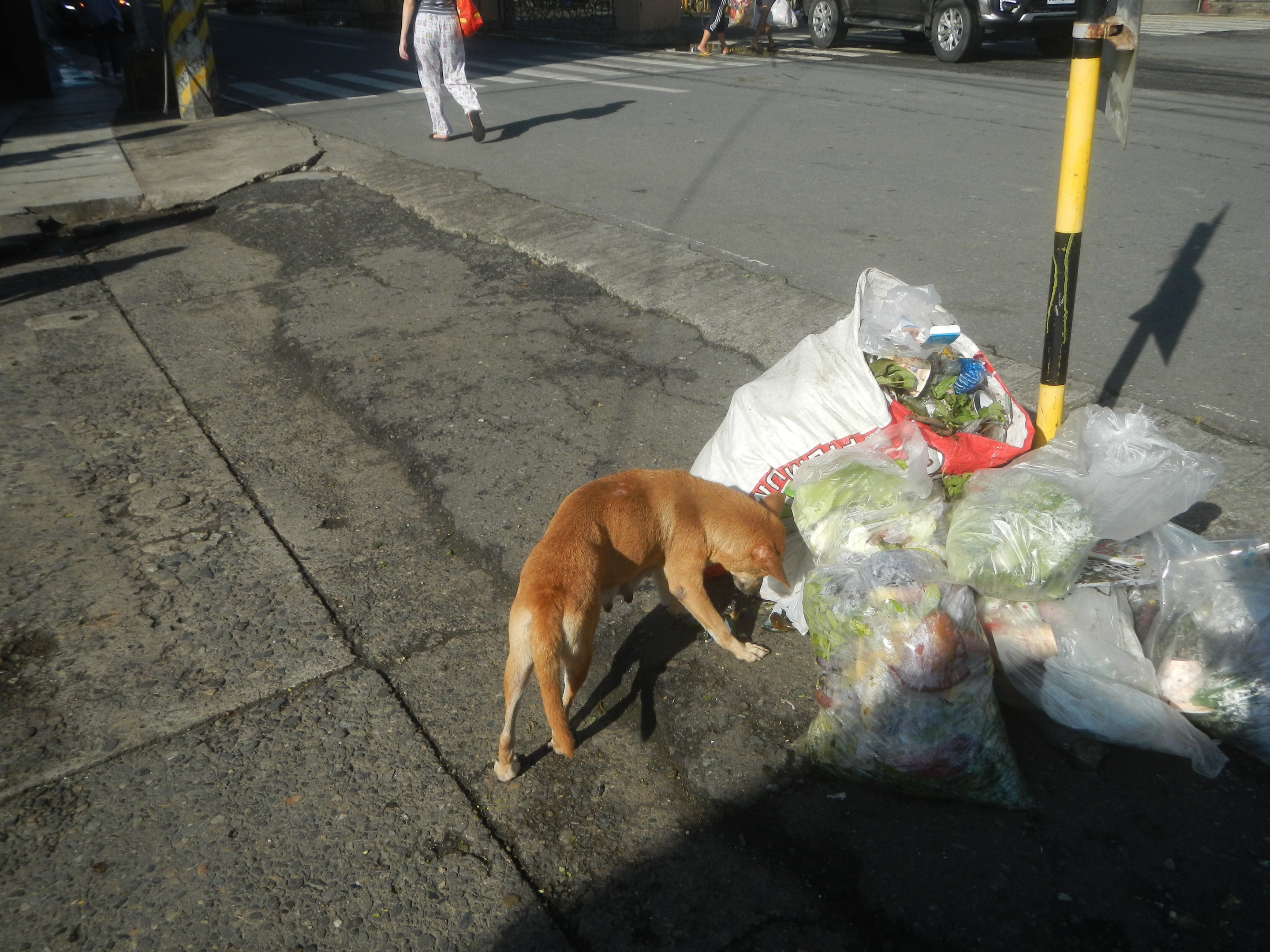 Ein Hund steht neben einem Haufen Müllsäcke auf einer Stadtstraße mit Passanten, Fahrzeugen, Gebäuden, Bäumen und einem klaren blauen Himmel im Hintergrund.