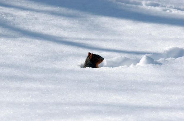 Ein schnauzbartförmiges Objekt im Schnee.
