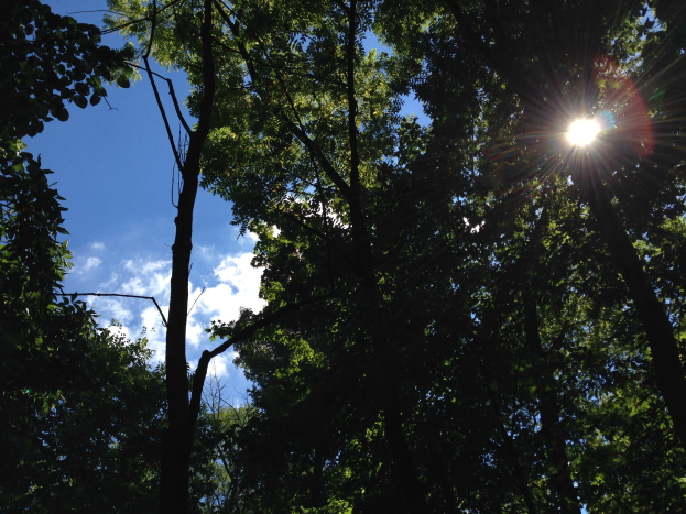 Helliges Sonnenlicht filtert durch einen dichten Wald aus hohen Bäumen und erhellt den Himmel.