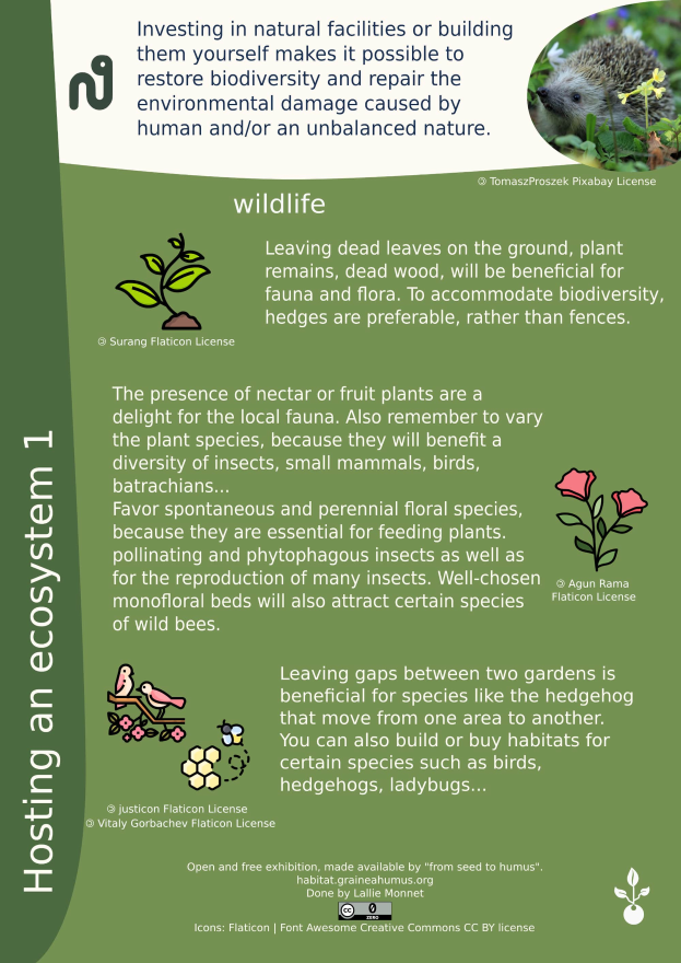 Ein hellbrauner Igel mit weißer Schnauze und schwarzer Nase, weit aufgerissenen Augen und neugierigem Blick, steht im Mittelpunkt eines Plakats, umgeben von üppigen grünen Pflanzen und leuchtend bunten Blumen, mit der Aufschrift "Wirtschafter eines Ökosystems 1".