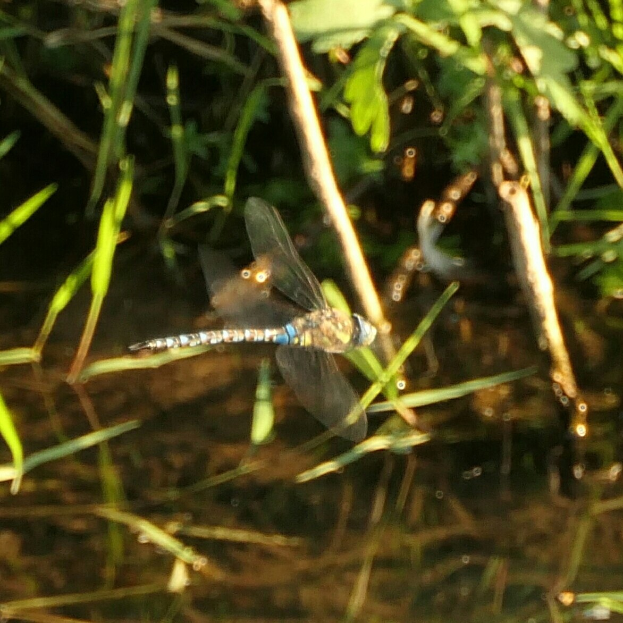 Eine Drachenfliege in der Luft über einem Gewässer mit grünen Pflanzen am Ufer.