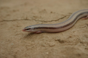 Eine kleine Blindschleiche, eine hellbraune Eidechse mit dunkleren braunen Streifen, sitzt auf dem Erdboden, ihre schwarzen Augen sind offen und die Zunge zuckt heraus.