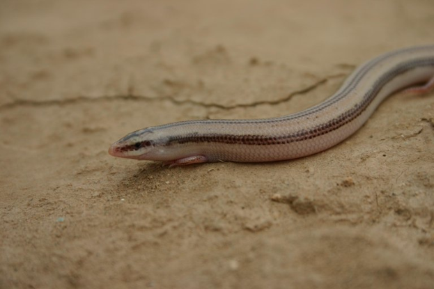 Eine kleine Blindschleiche, eine hellbraune Eidechse mit dunkleren braunen Streifen, sitzt auf dem Erdboden, ihre schwarzen Augen sind offen und die Zunge zuckt heraus.