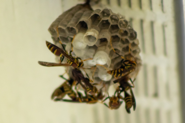 Ein Wespennest mit mehreren Honigbienen, die herumfliegen, vor einem unscharfen Hintergrund.