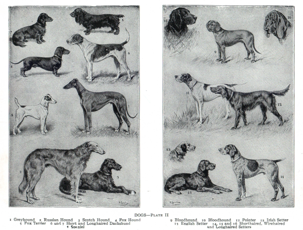 Eine Buchseite zeigt verschiedene Hundezuchten, darunter einen Jagdhund, mit begleitendem Text, der detaillierte Informationen zu jeder Zucht bereitstellt.