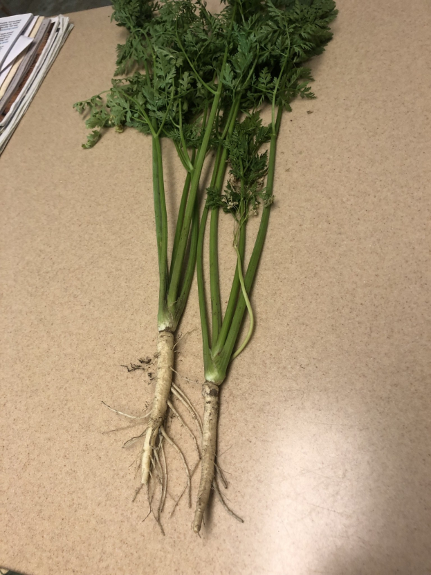 Celery stalks with visible leaves and roots on a counter, with scattered papers to the left.